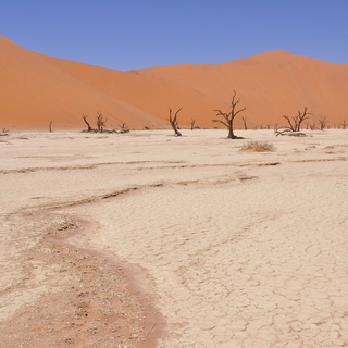 Namib - Dead Vlei
